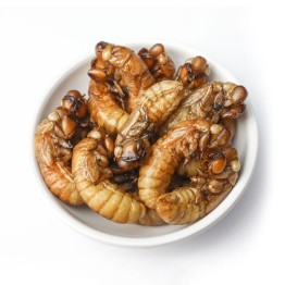 Bulk Cicada - Pomponia Linearis