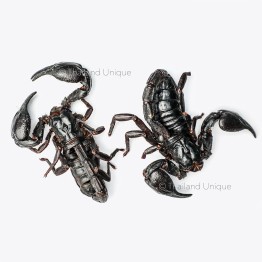 Edible Black Asian Forest Scorpion