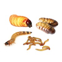 Special Pupae Mix