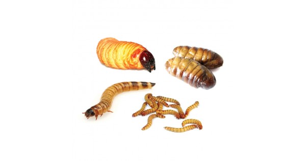 Special Pupae Mix