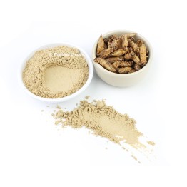 Cricket Powder 1kg Acheta Domestica