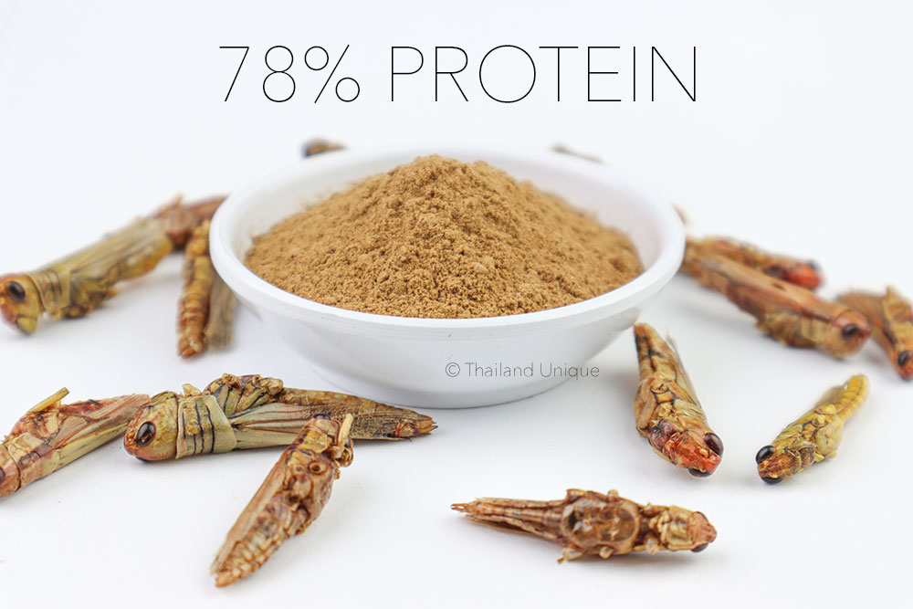 Grasshopper Protein Powder